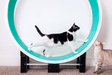 Load image into Gallery viewer, Ferris Cat Exercise Wheel International