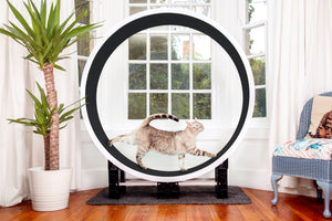 Ferris Cat Exercise Wheel International