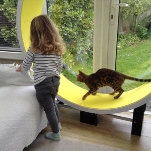 Ferris Cat Exercise Wheel International