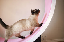 Load image into Gallery viewer, Ferris Cat Exercise Wheel International